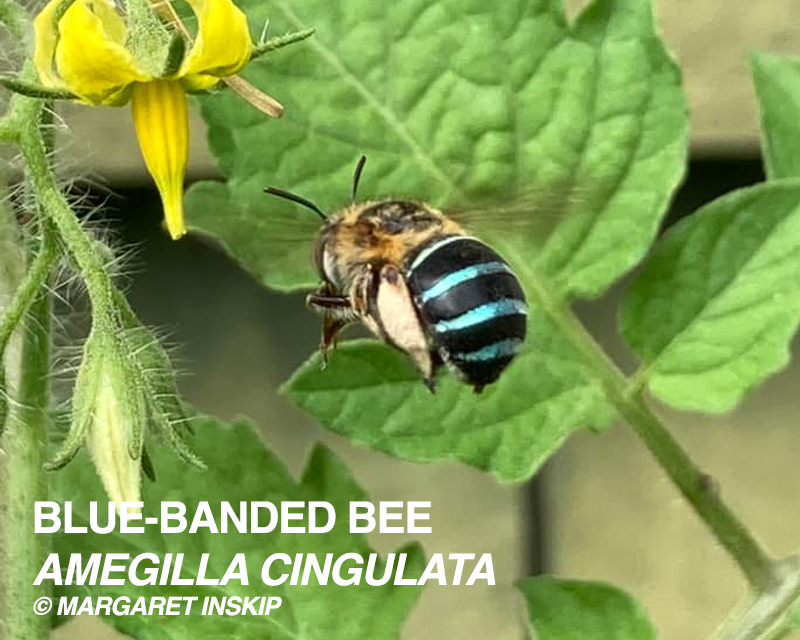 Beneficial insects for the garden Predatory Insects Searles Gardening